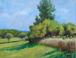 Políčko s kvetoucími topinambury 50x65